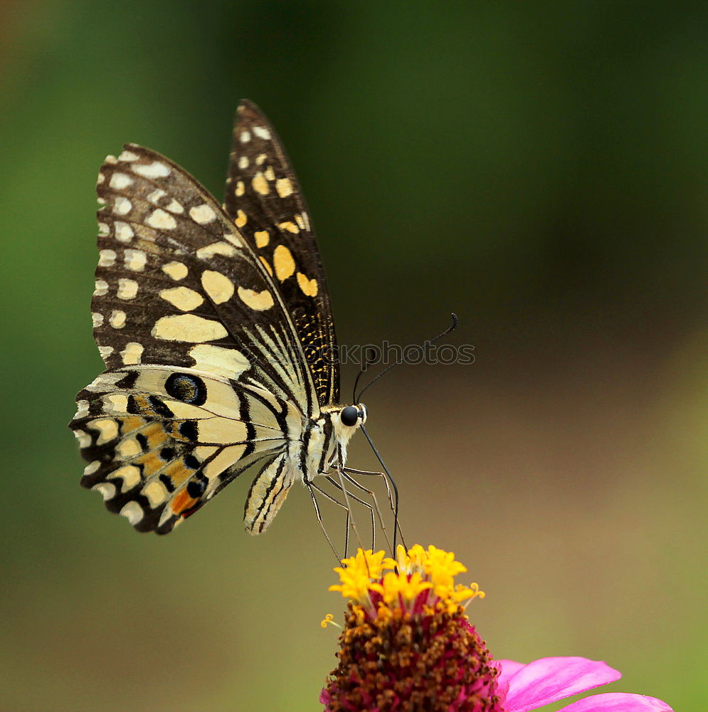 Similar – butterfly Schmetterling