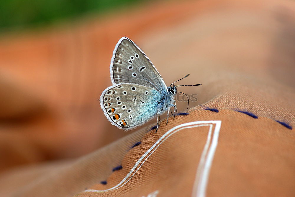 hatched pet Butterfly