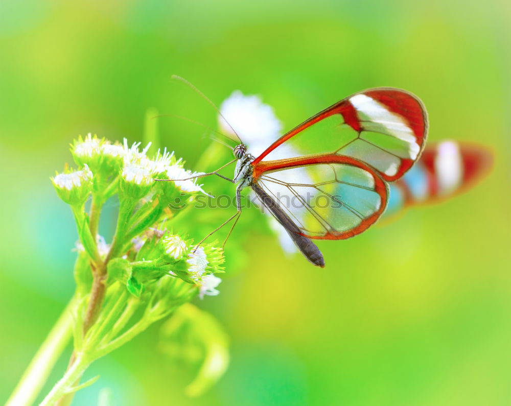 Similar – Image, Stock Photo hang out Nature Plant