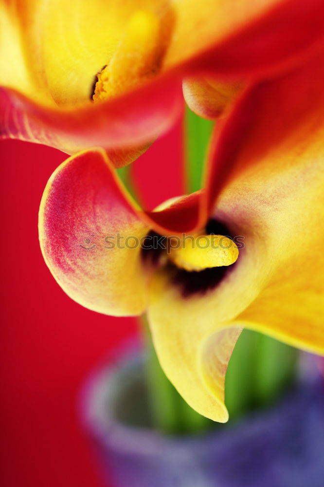 Macro of a tulip