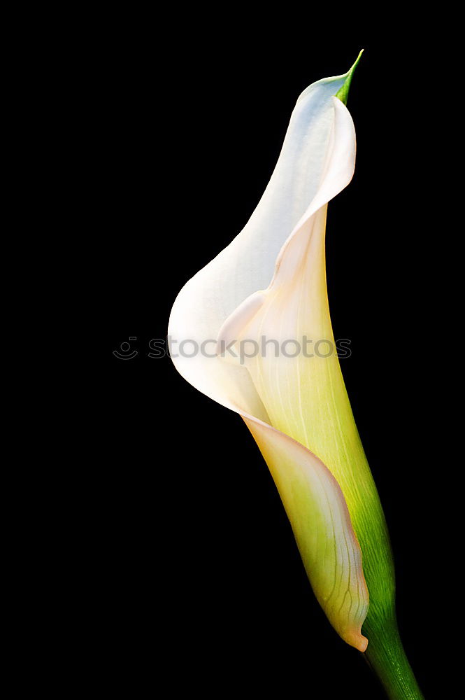 Similar – Image, Stock Photo Spring is here Snowdrop