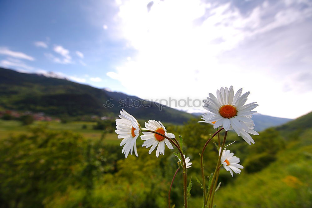 Similar – Image, Stock Photo toward heaven Mountain