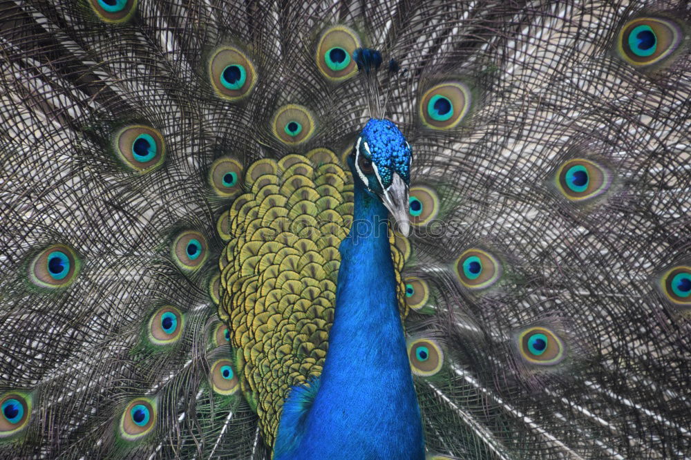 Peacock beats wheel Nature