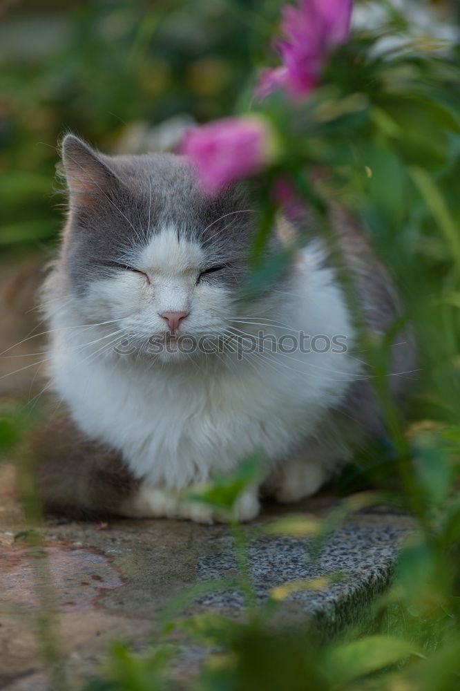 Similar – Image, Stock Photo Cord paw III Pet Cat