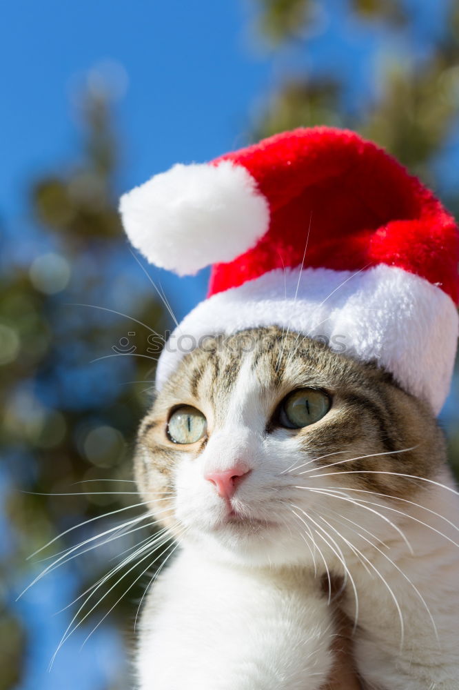 Similar – Foto Bild Katze in einer Weihnachtsmütze