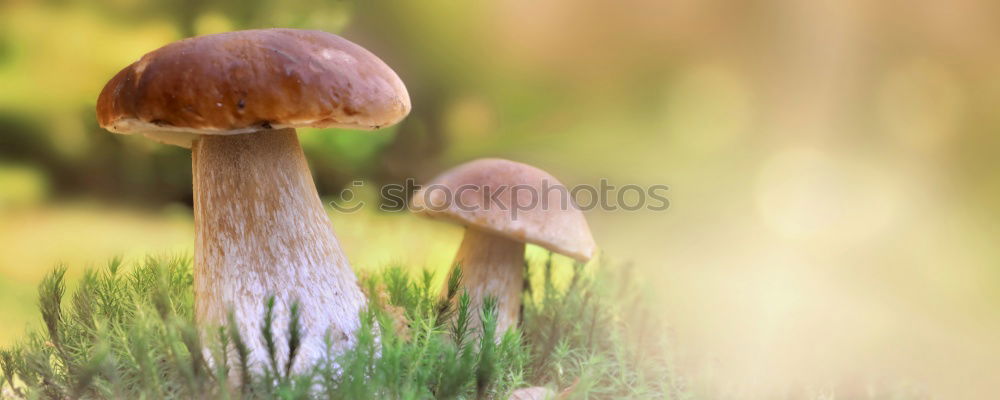 Similar – purple umbrella Nature