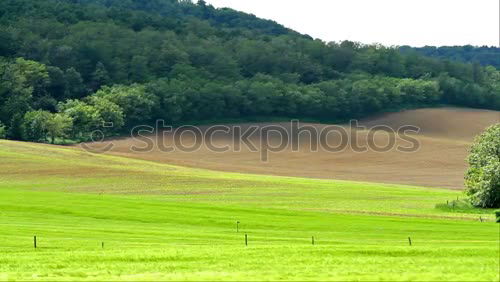 Similar – Natural spotted carpet