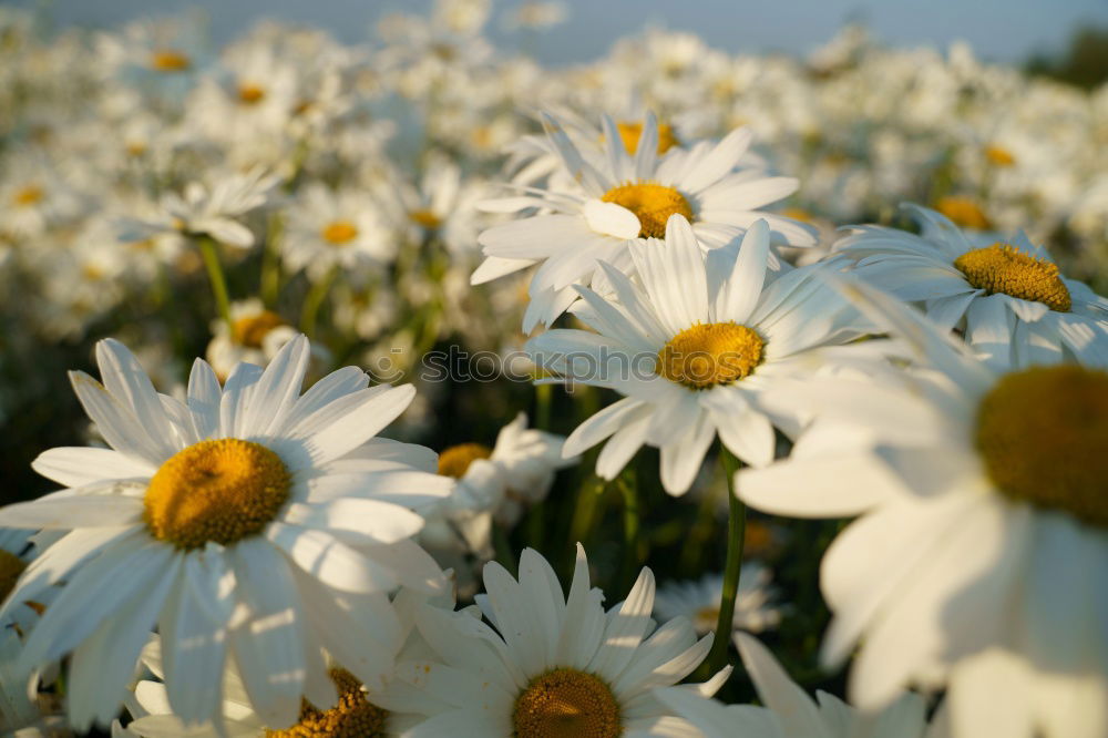 Similar – Foto Bild Letztes Jahr war auch schon Sommer