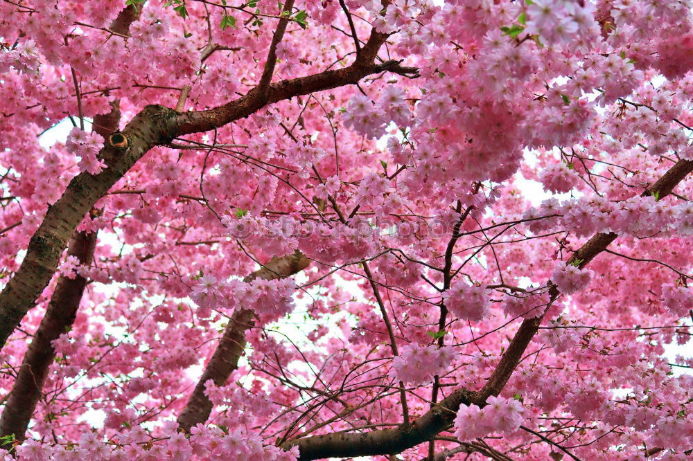 Similar – Foto Bild Rosa Blätter Blatt rosa