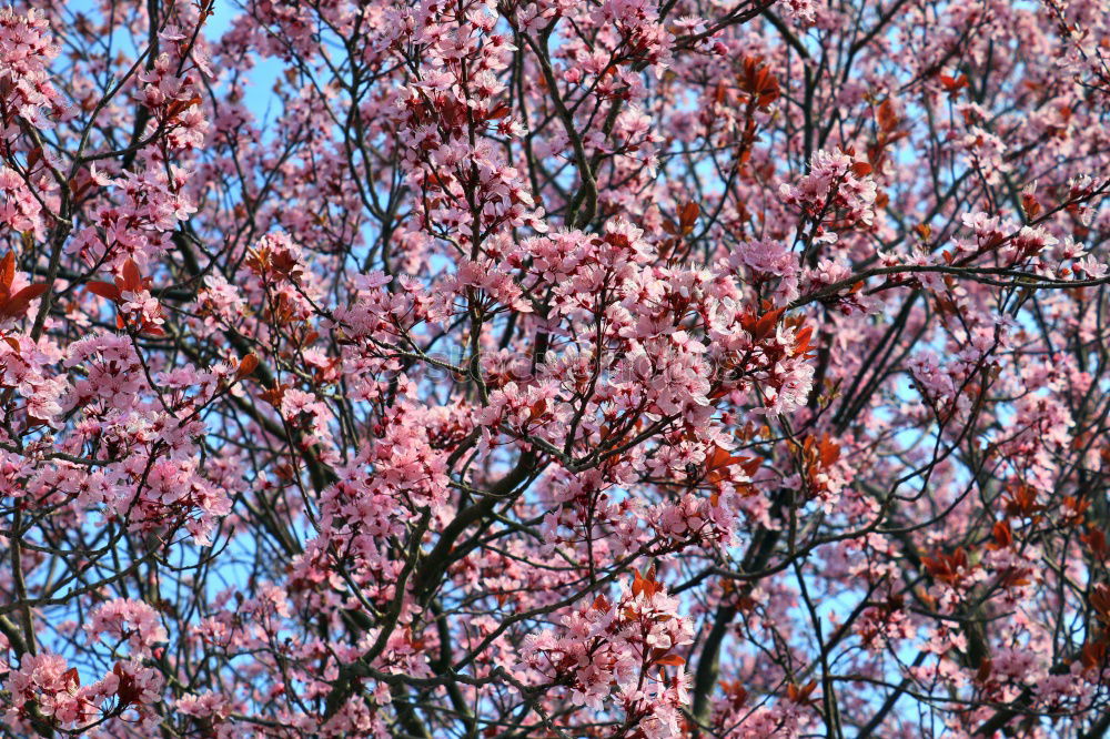 Similar – Image, Stock Photo Pink peach blossom Fruit