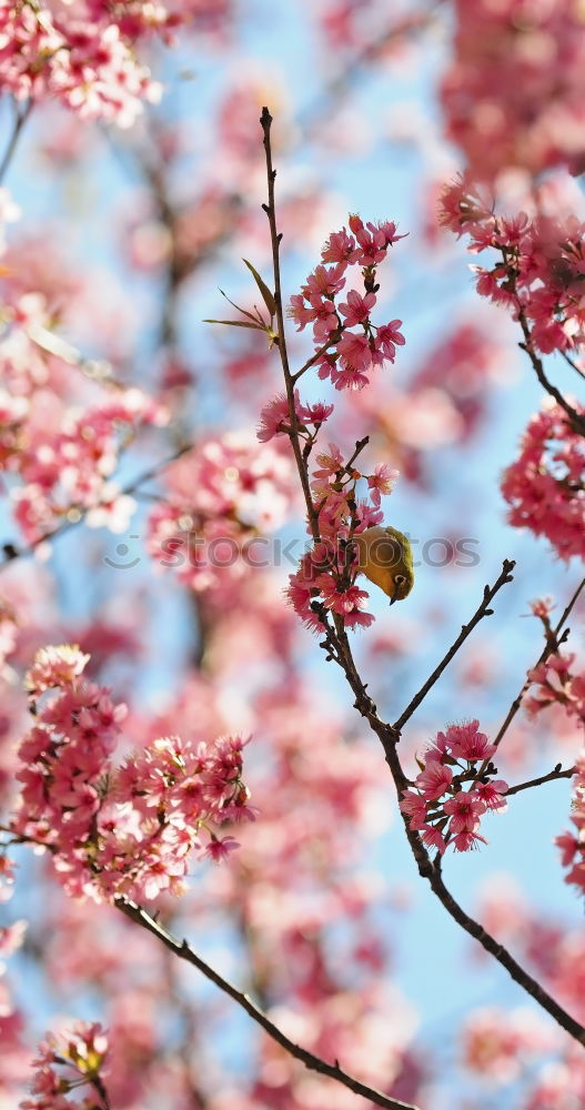 Similar – April Nature Plant Air Sky