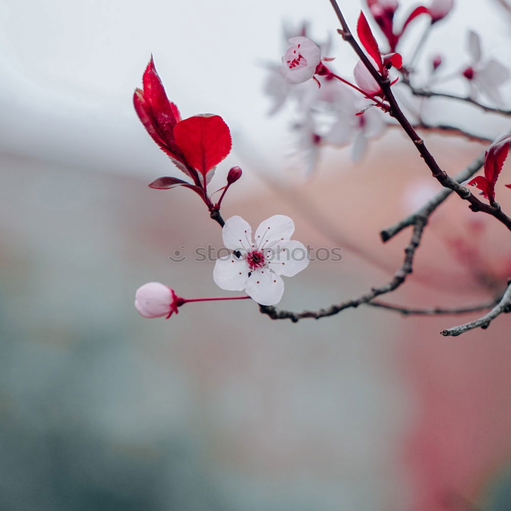 Similar – Image, Stock Photo windowsill Orchid Tree