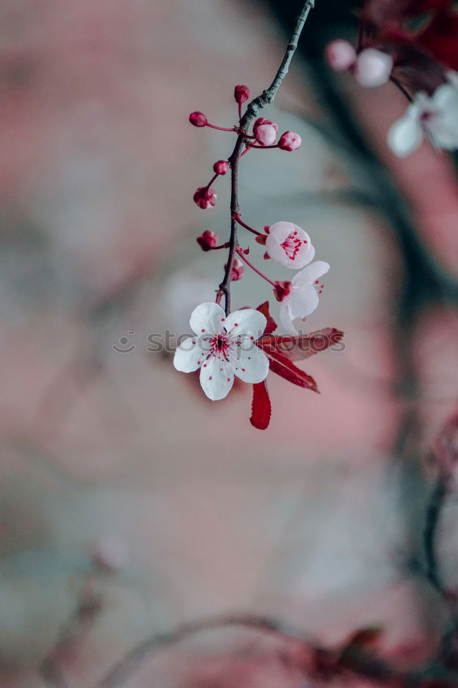 Image, Stock Photo pink Flower Summer Spring