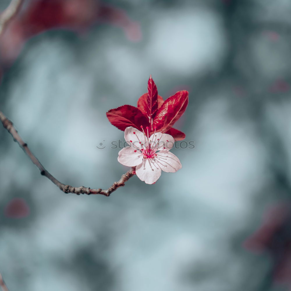 Similar – Image, Stock Photo Ice crystal morning dew