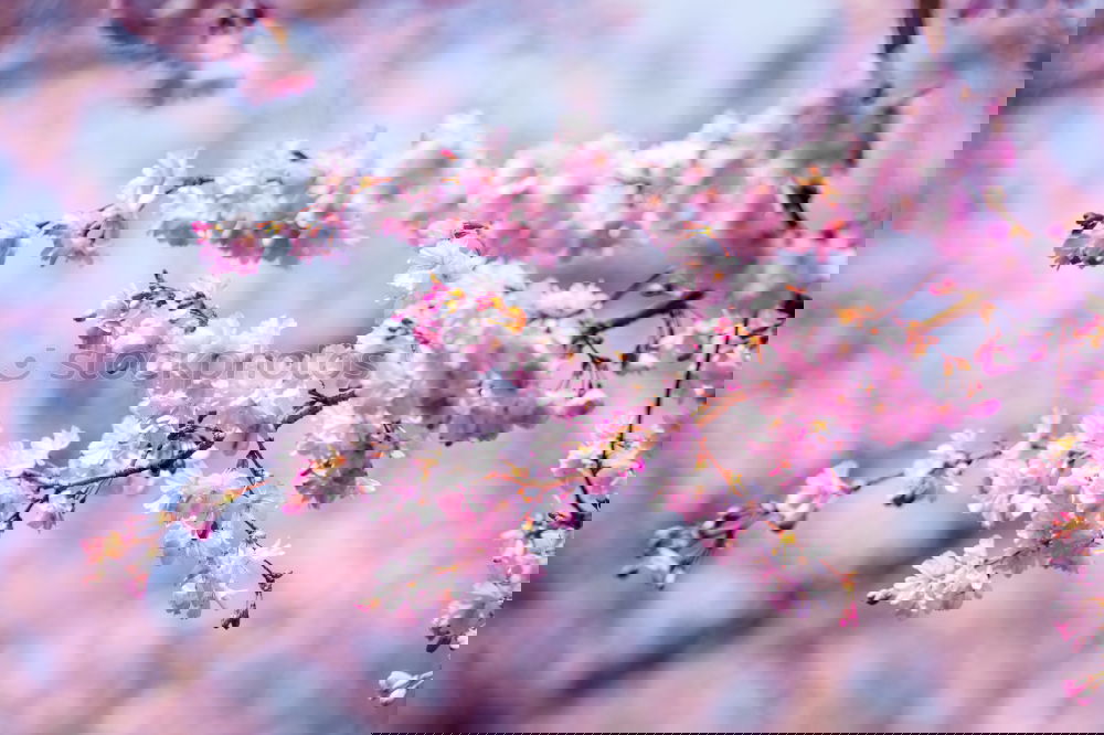Similar – Image, Stock Photo Cherry blossoms after waking up