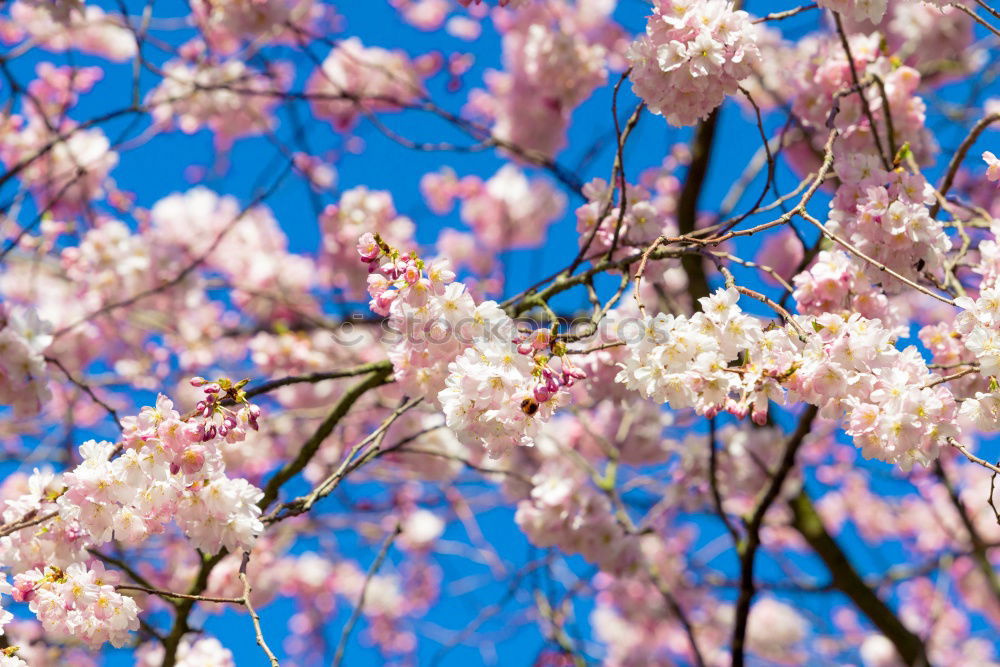 Similar – Foto Bild blüten Blüte mehrfarbig