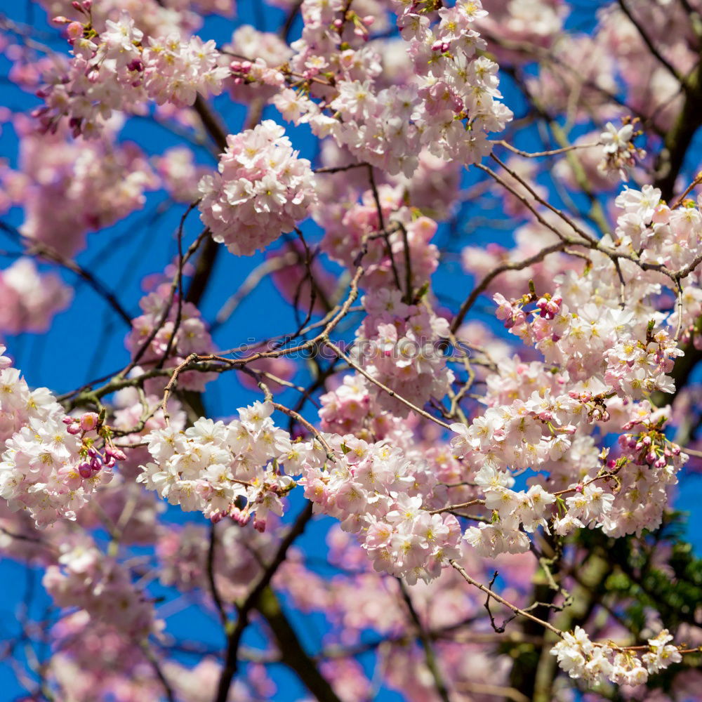 Similar – Foto Bild blüten Blüte mehrfarbig