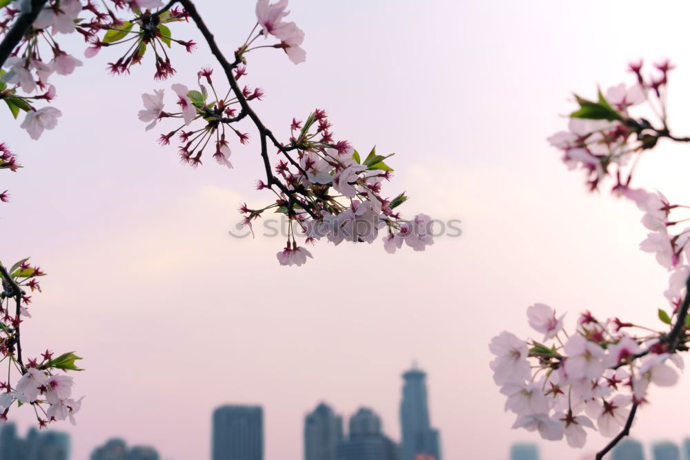 Similar – Foto Bild Sakura #7 Farbfoto