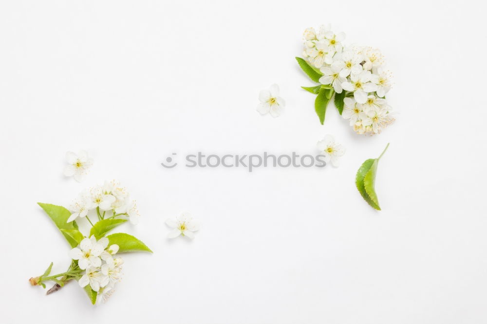 Similar – Pansy bundles of flowers