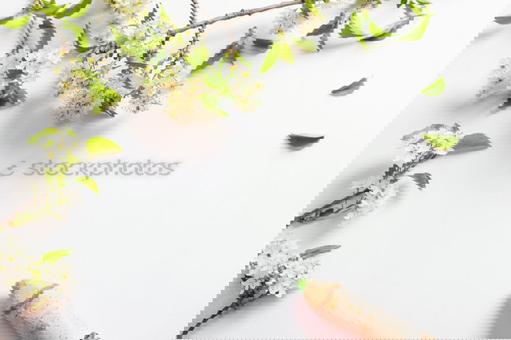 Similar – Image, Stock Photo Leaves and pink flower frame on white bakcground