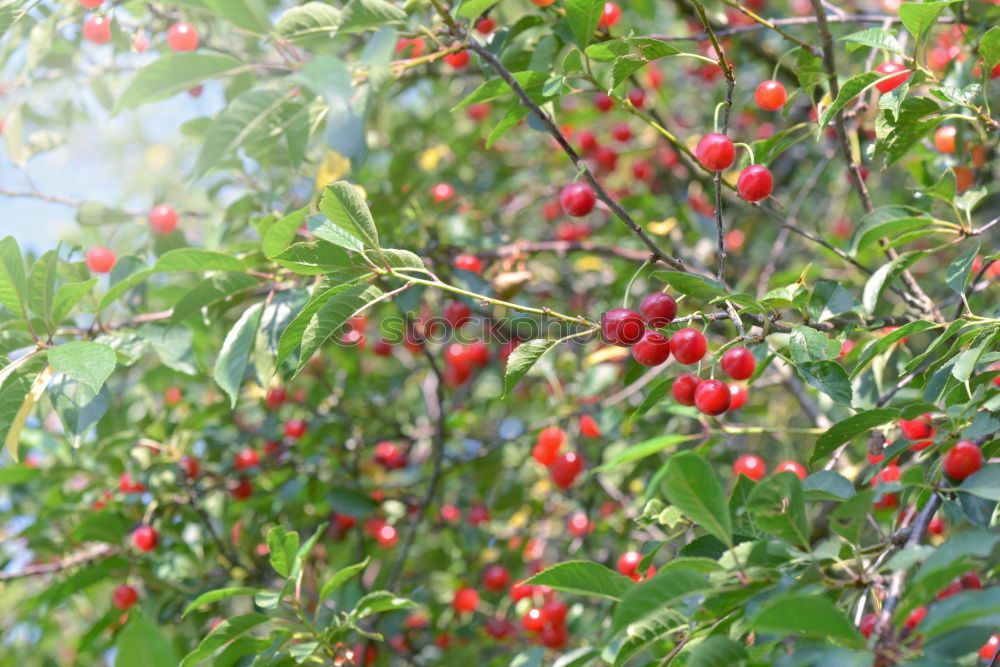 Similar – Image, Stock Photo Flashed rose hips Garden