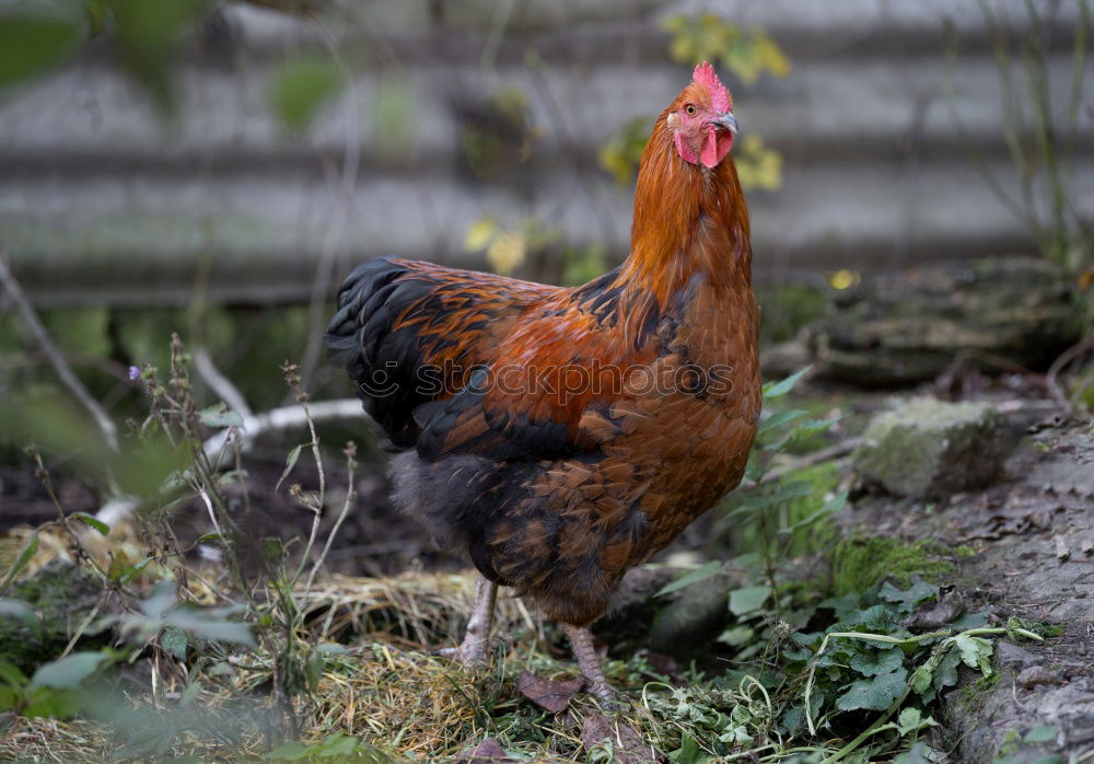 Similar – Image, Stock Photo Johanna the chicken Nature