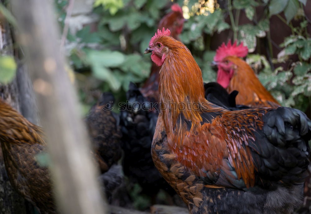 Similar – Image, Stock Photo Among chickens Environment