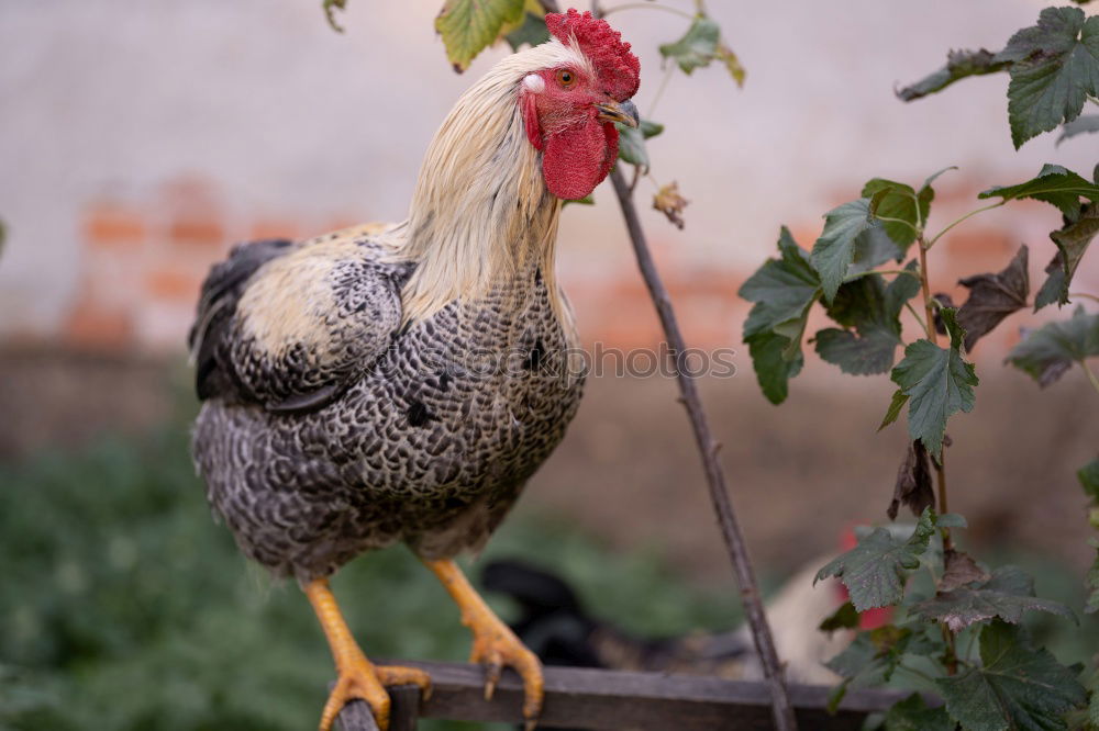 Similar – cock-a-doodle-doo Animal