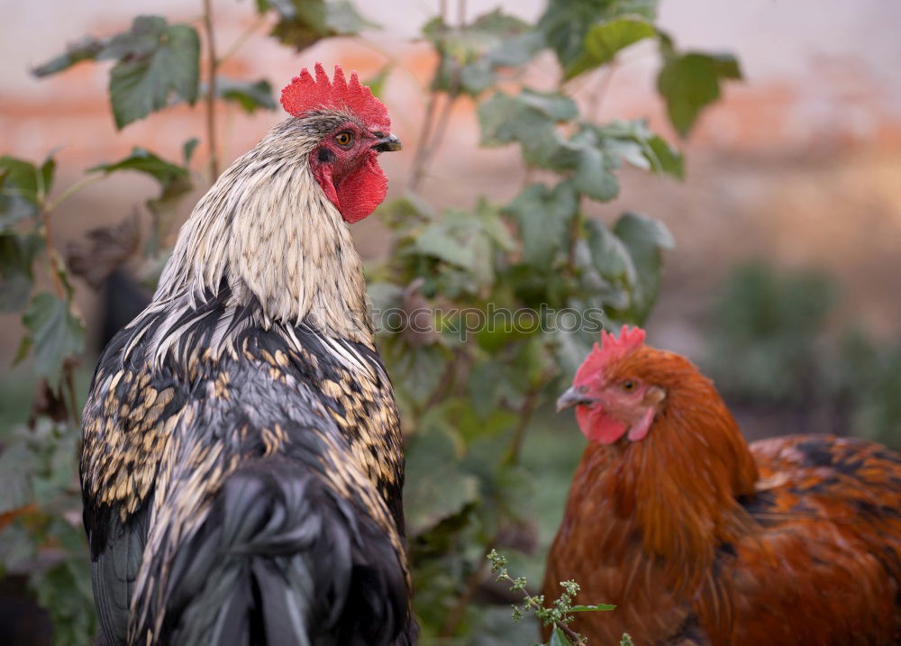 cock-a-doodle-doo Animal