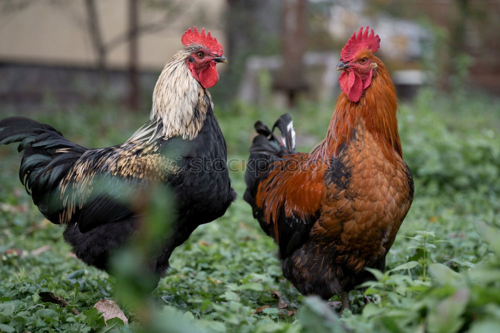 Similar – Image, Stock Photo Among chickens Environment