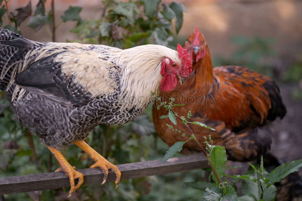 Similar – young hens chicken fowls