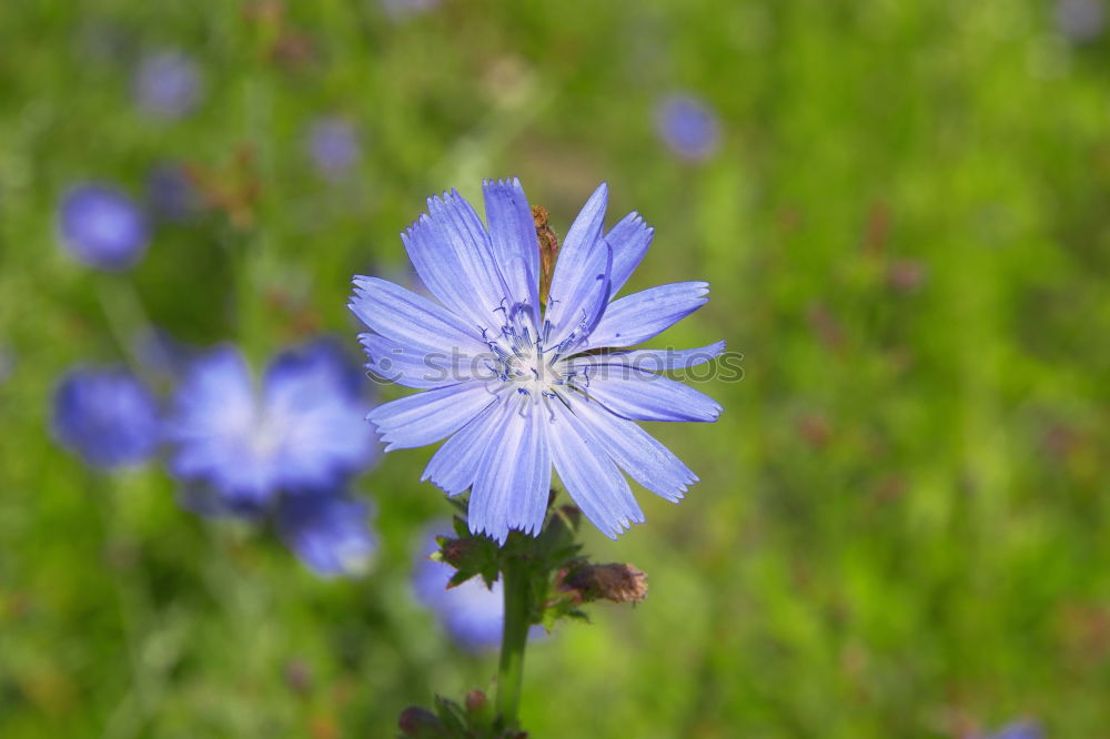 Similar – cornflower Plant Blossom