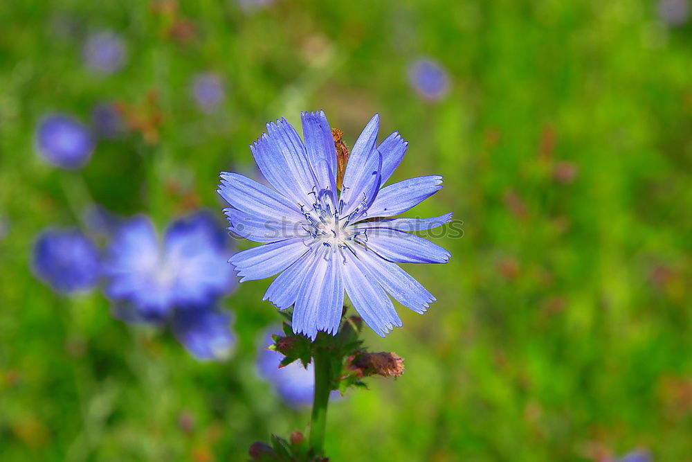 cornflower Plant Blossom