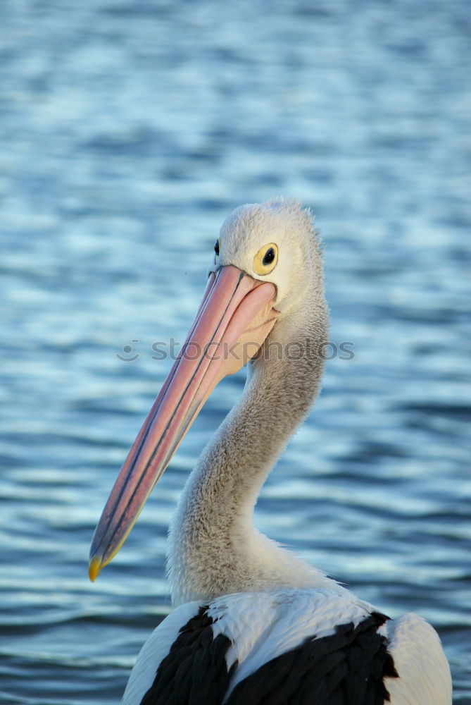 San Diego Pelican Body