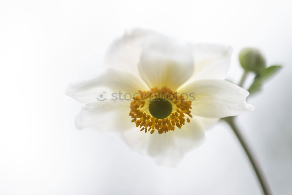 Image, Stock Photo Blue white striped primrose