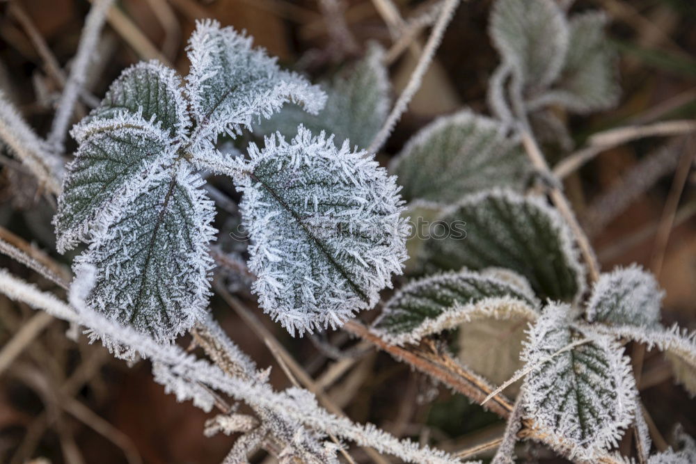 Similar – Close-up of ice crystals on nettle leaves