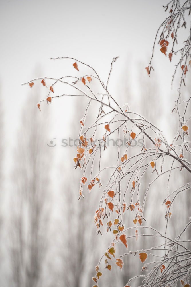 Similar – Leaves with snow cover II