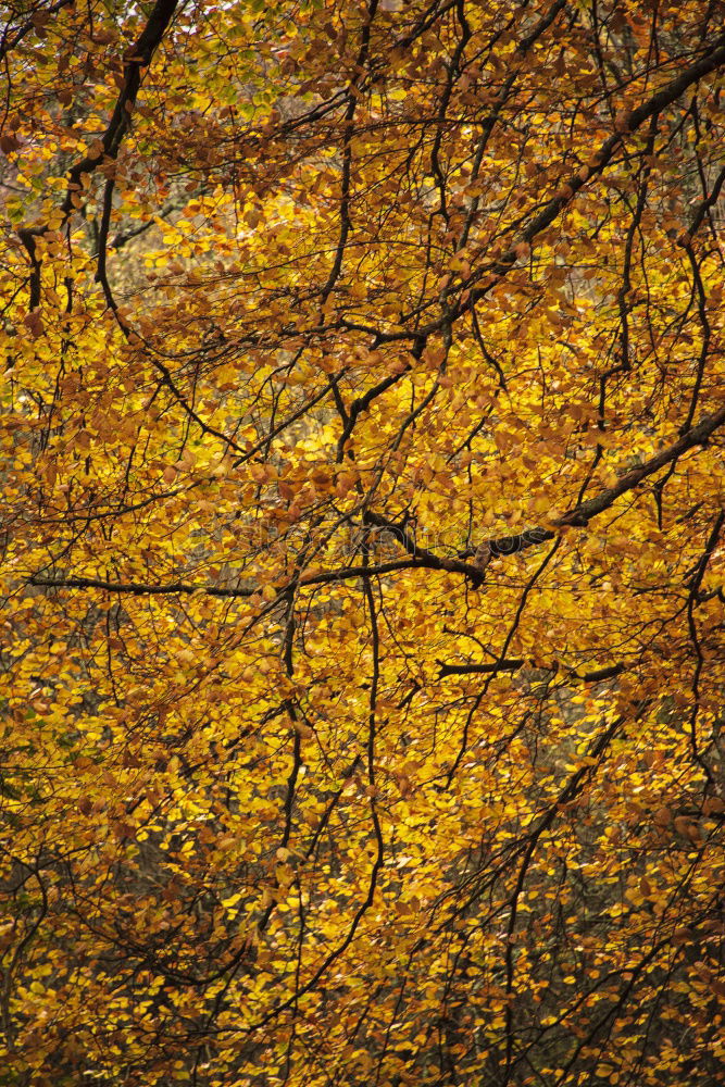 Similar – sycamore maple in autumn