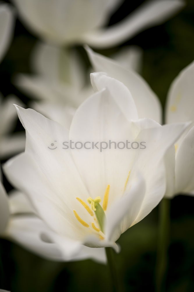 Similar – Foto Bild Nymphaea alba Design