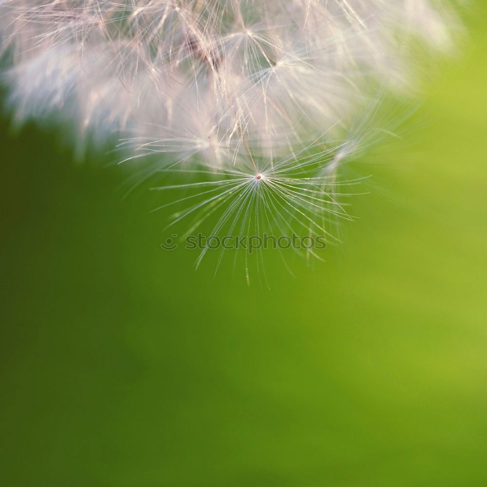 Similar – Daisies from the frog’s eye view