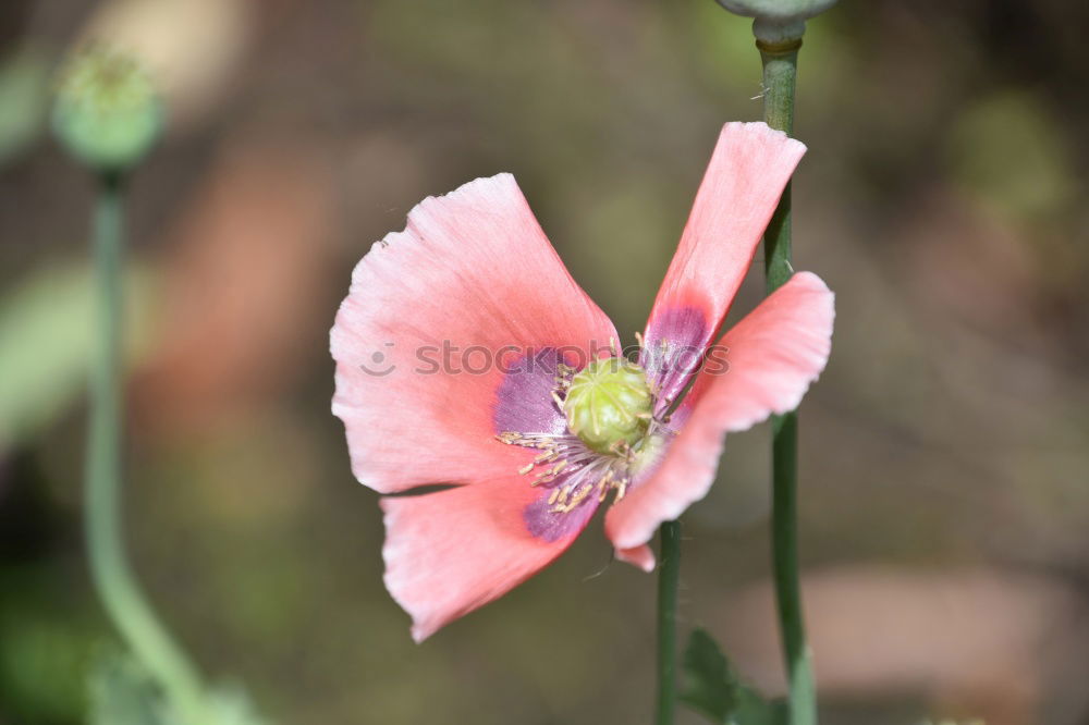 Similar – plant in the morning light at the mountain