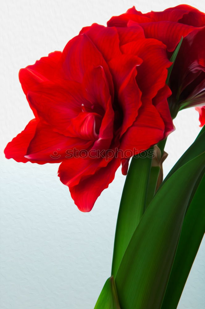 Image, Stock Photo kiss Feasts & Celebrations