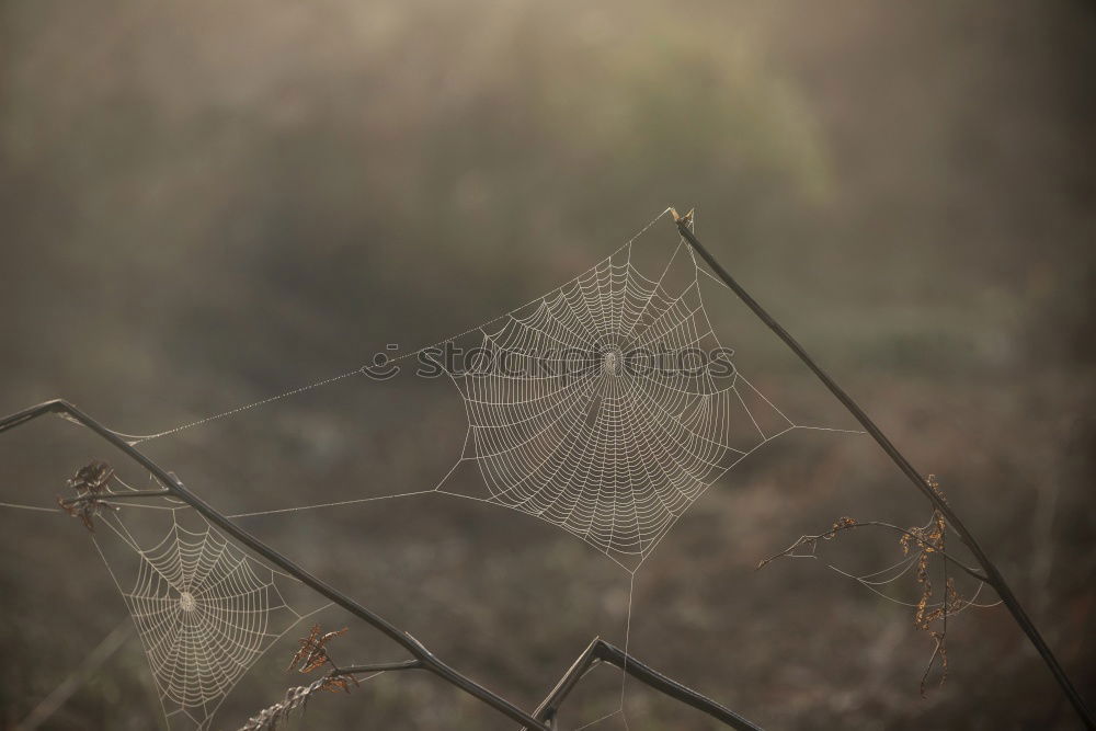 Similar – spider webs Nature Water