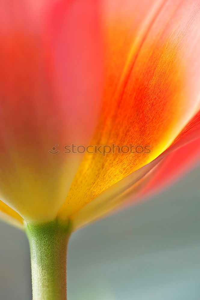 Similar – Image, Stock Photo lampshade Tulip Flower