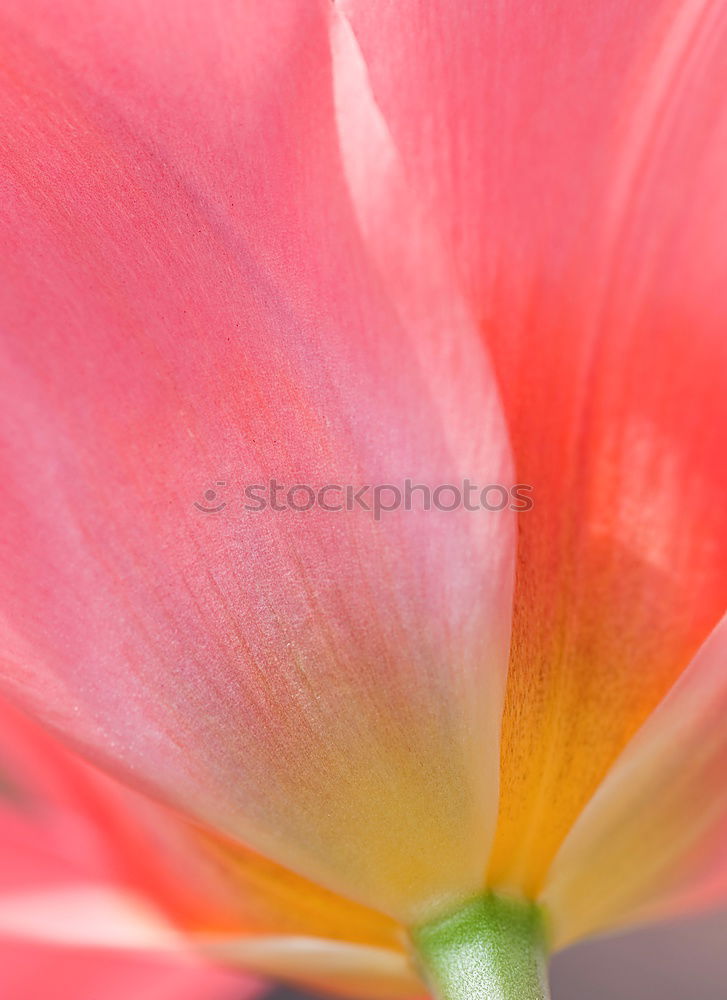 Similar – Image, Stock Photo autumn fire Plant Autumn