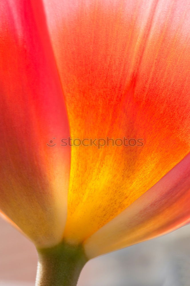 Similar – Macro of a tulip