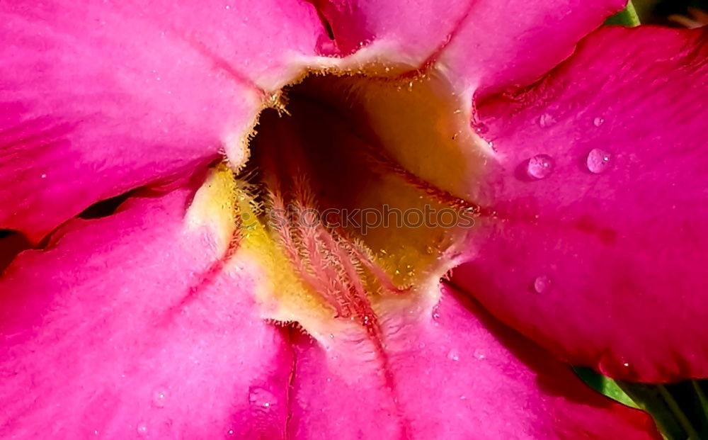 Similar – Image, Stock Photo After the rain…..