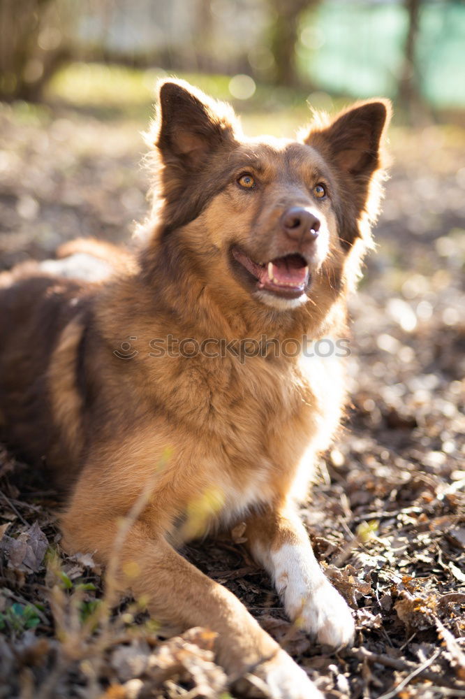 Similar – Easter dog. Art Esthetic