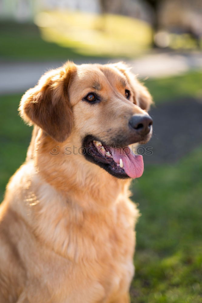 Happy cute dog Playing