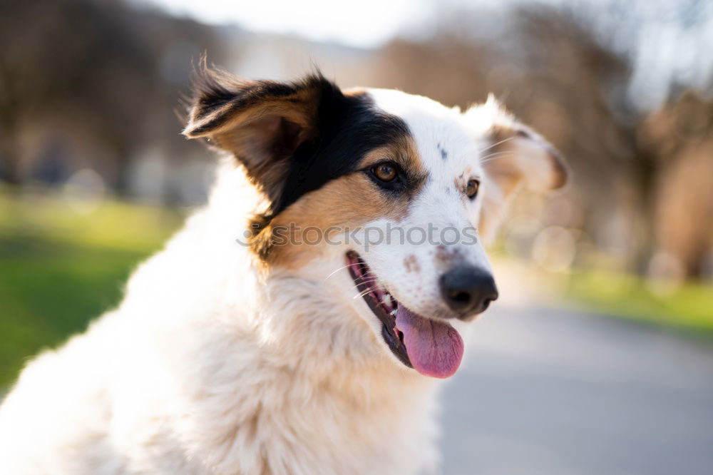 Similar – Owner feed his dog outside. Jack Russel terrier eat food from owner hand